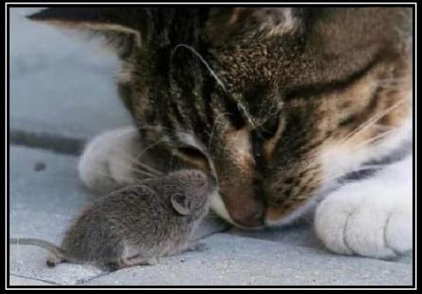 Practically Speaking, How Do We Love Our Enemies?